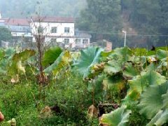 江西：增創(chuàng)江西中醫(yī)藥優(yōu)勢(shì)，提升帶動(dòng)大健康產(chǎn)業(yè)規(guī)劃發(fā)展