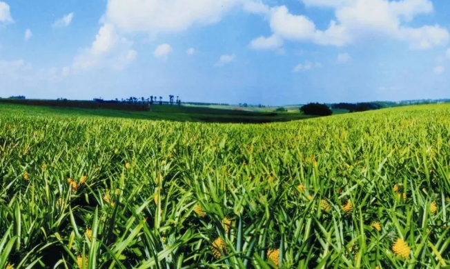 21個中央一號文件，一部中國農業現代史