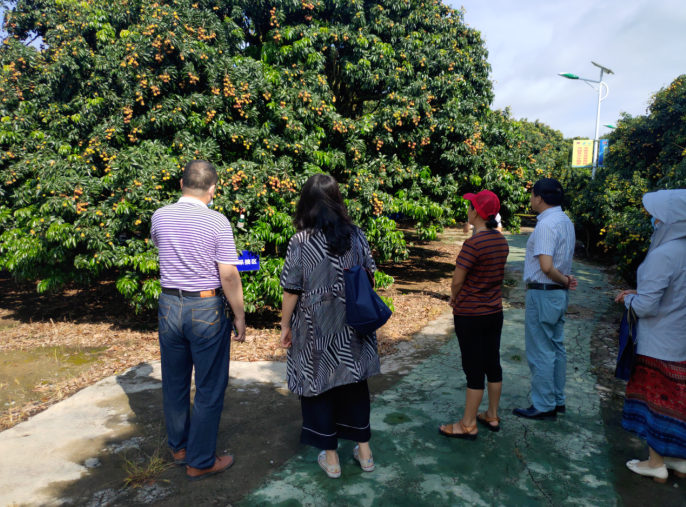 龔州大地，龍眼飄香-平南現(xiàn)代農(nóng)業(yè)正釋放科技創(chuàng)新活力
