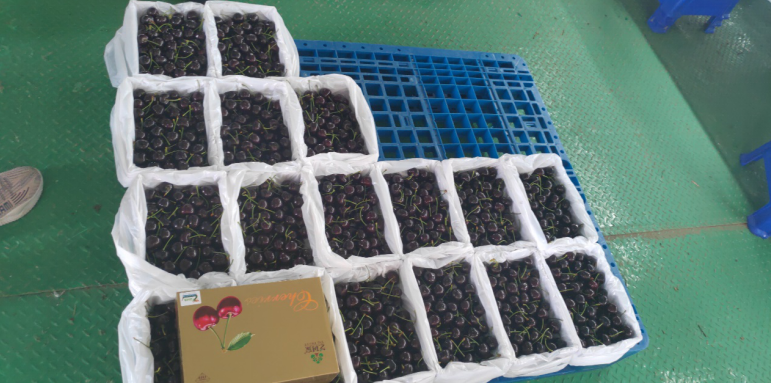 補足短板，迎頭趕上—瓦房店國家現(xiàn)代農(nóng)業(yè)產(chǎn)業(yè)園再出發(fā)