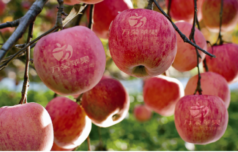 依托蘋(píng)果和香菇兩大特色優(yōu)勢(shì)產(chǎn)業(yè)，萬(wàn)榮縣積極申創(chuàng)國(guó)家農(nóng)業(yè)現(xiàn)代化示范區(qū)