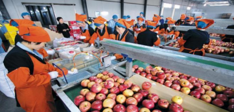 依托蘋(píng)果和香菇兩大特色優(yōu)勢(shì)產(chǎn)業(yè)，萬(wàn)榮縣積極申創(chuàng)國(guó)家農(nóng)業(yè)現(xiàn)代化示范區(qū)