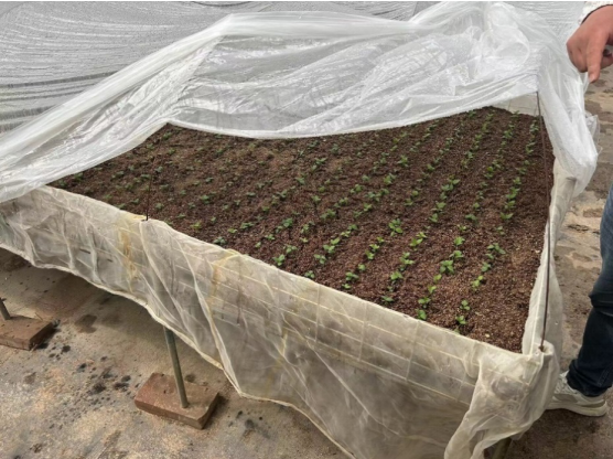 加強(qiáng)農(nóng)業(yè)產(chǎn)業(yè)布局規(guī)劃，民樂(lè)縣向農(nóng)業(yè)強(qiáng)縣進(jìn)發(fā)